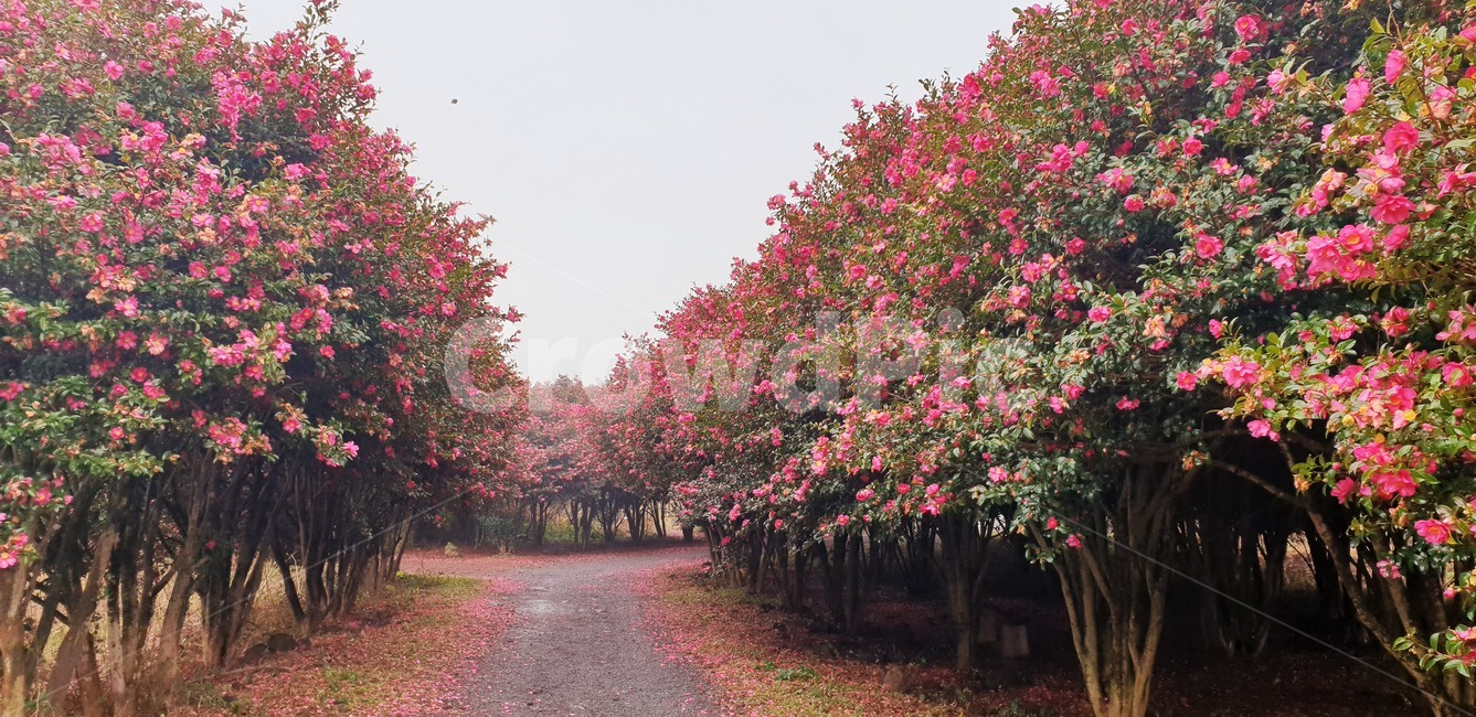 flower,꽃,red,camellia,동백꽃,겨울,winter