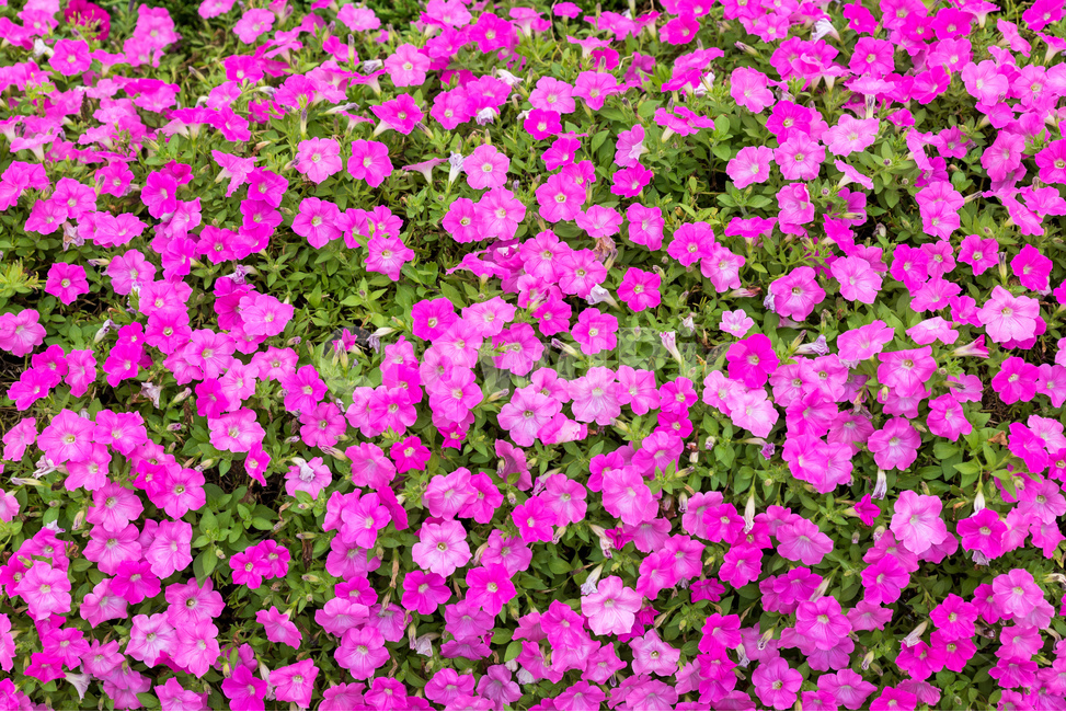 페츄니아,꽃,꽃밭,패턴,정원,식물,자연,plants,nature,꽃,flower
