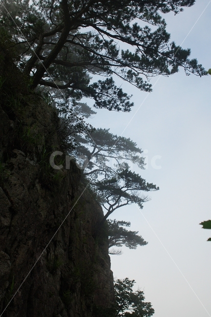 계룡산,등산,운무,소나무,풍경,국립공원,감성,자연,풍경,nature,landscape,tree,나무,plant,식물