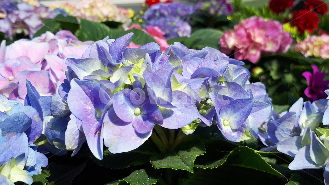 수국,꽃,plant,식물,봄,flower,blossom,식물,자연,plants,nature,꽃,flower
