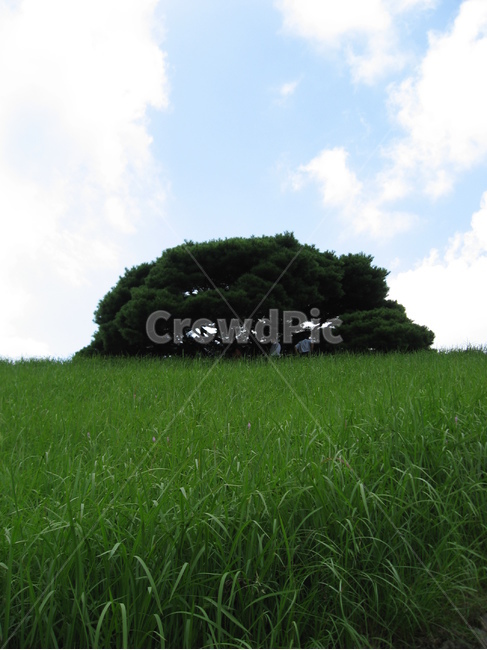 옥외,목초지,들,자연,한지방,패디필드,outdoors,grassland,field,nature,countryside,paddyfield,하늘,구름,나무,식물,들판