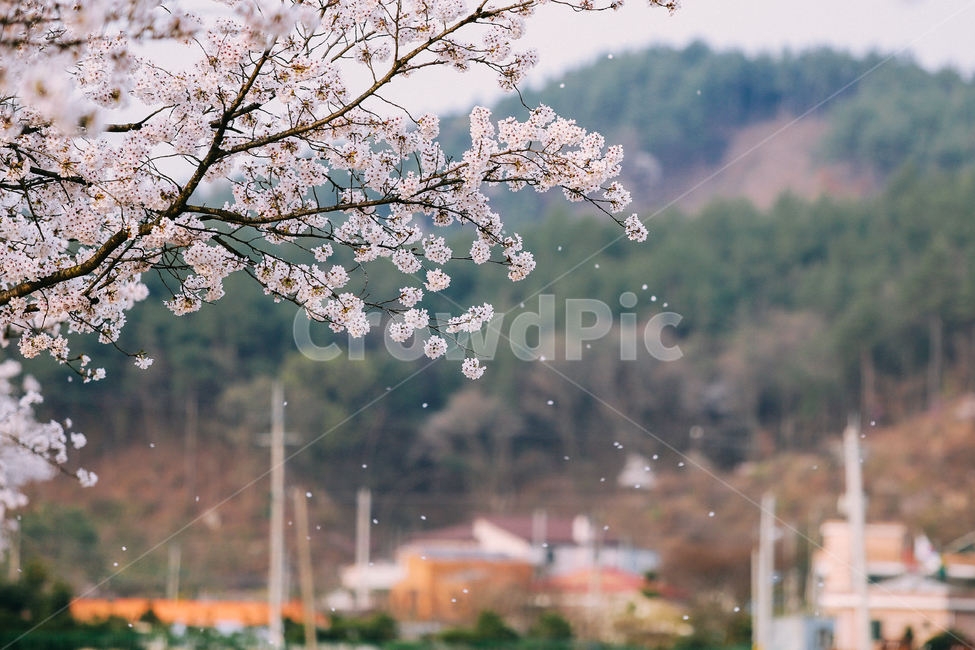 봄,식물,자연풍경,꽃,감성사진,봄,계절,spring,season,식물,자연,plants,nature,꽃,flower,감성,sensible,feeling,plant