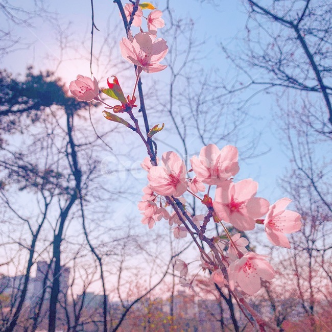 벚꽃,산책,봄,flower,cherryblossom,spring