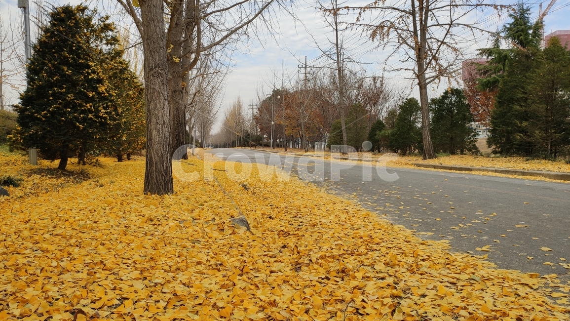 은행나무,은행잎,가로수길,낙옆,노랑잎,도로,road,식물,plant,tree,나무,asphalt,아스팔트,가을,계절,fall,autumn,season,식물,자연,plants,nature,나무,trees,wood