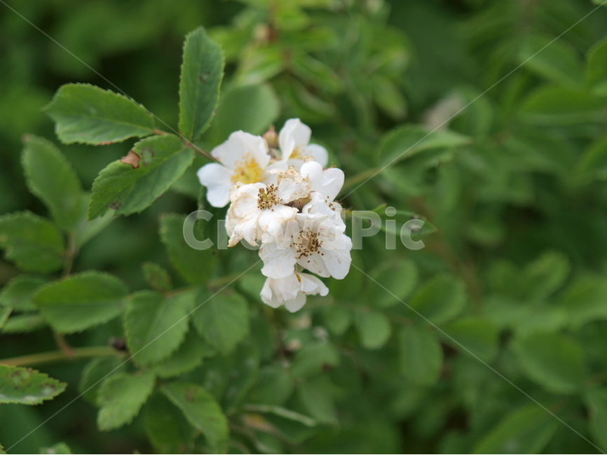 들꽃,흰꽃,꽃,flower,꽃잎,식물,자연,plants,nature,꽃,flower