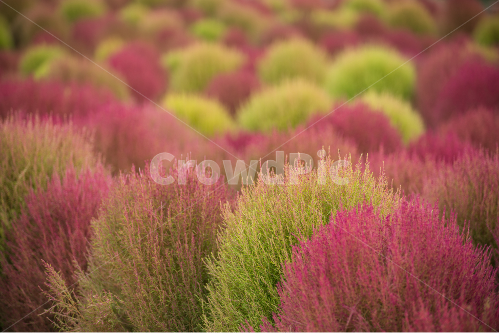 코키아,댑싸리,kochia,fall,autumn,가을식물,식물,나리공원,자연,식물,자연,plants,nature,색깔,색상,색채,색감,color sense,color sensitivity,feeling of color