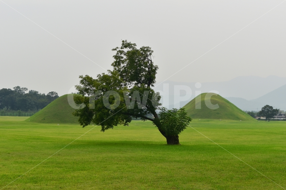 경주,여행,국내여행,나홀로,나무,자연,풍경,nature,landscape,랜드마크,landmark,tourist attraction,한국전통,한국문화,korean traditional,korean culture,outdoors,옥외,field,들,grassland,목초지,plant,식물,grass,잔디,mound,투수판
