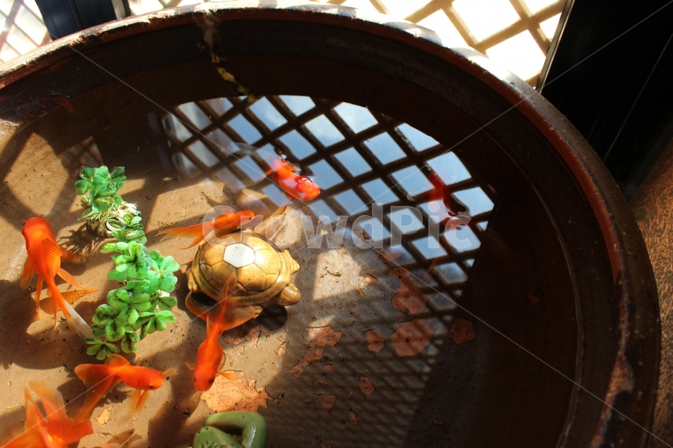 금붕어,어항,물고기,수족관,수조,동물,animal,어류,물고기,fish