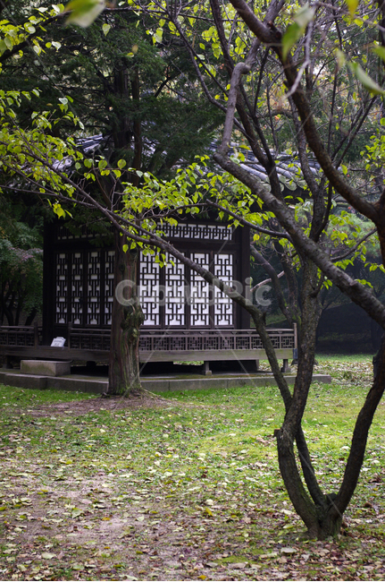 창덕궁,고궁,낙선재,건축,전통건축,traditional,전통,기와지붕,나무,식물,plant,한국전통,한국문화,korean traditional,korean culture
