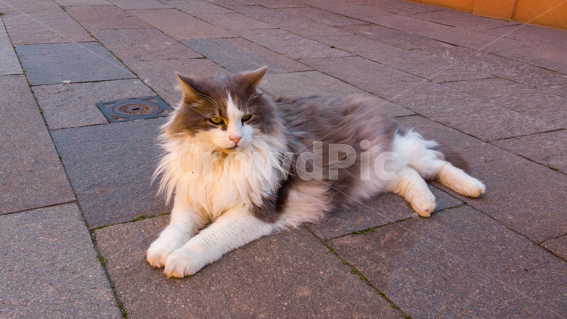 길냥이,고양이,길고양이,노르웨이숲,동물,노르웨이숲고양이,cat,cats,귀여운,animal