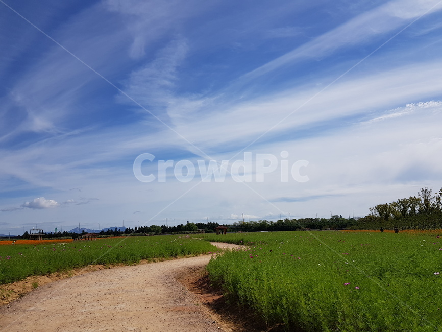 맑은,하늘,들판,풍경,수평선,구름,자연,풍경,nature,landscape,outdoors,옥외,grassland,목초지,field,들