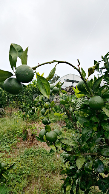 청귤,귤,감귤,plant,식물,fruit,과일,food,음식,감귤류과일