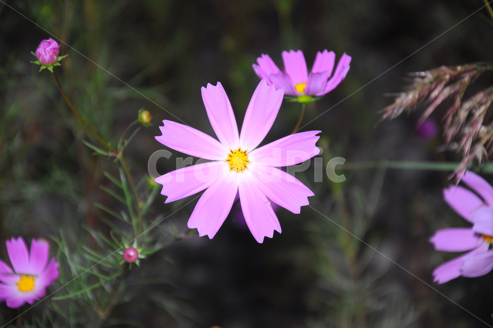 코스모스,꽃,들꽃,가을,분홍,식물,자연,plants,nature,꽃,flower