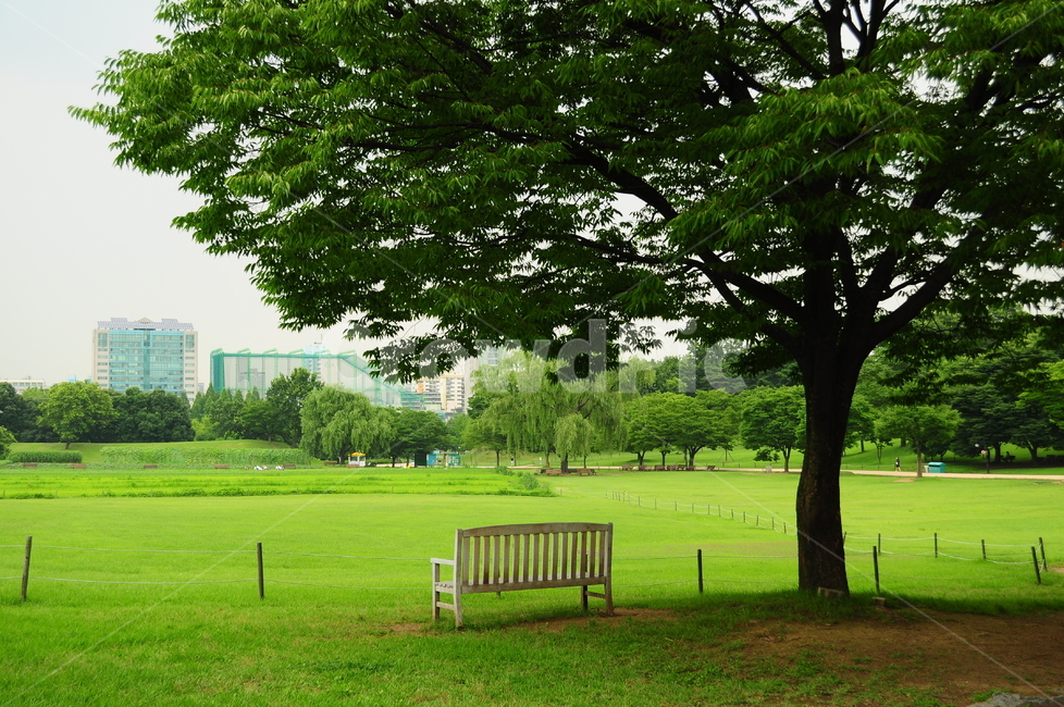 서울,올림픽공원,서울올림픽공원,나무,의자,벤치,잔디,잔디밭,도시,풍경,city,landscape,한국도시풍경,한국도시경관,korea cityscape,식물,자연,plants,nature,나무,trees,wood,grass,plant,bench,furniture,가구,park,공원,outdoors,옥외,lawn
