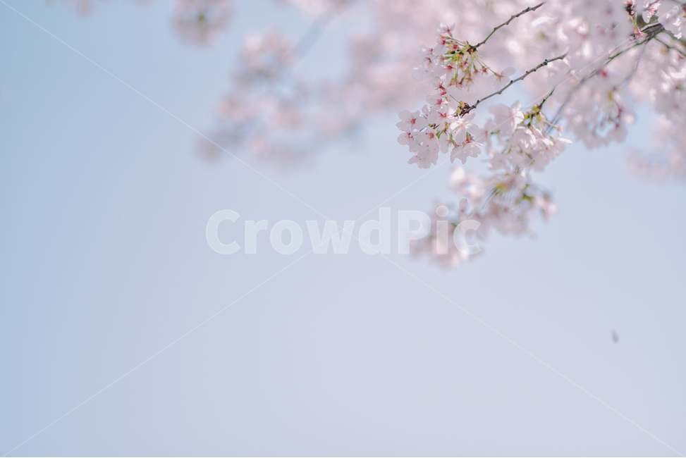 봄,벚꽃,하늘,맑음,꽃,밪나무,cherryblossom,봄,계절,spring,season,식물,자연,plants,nature,꽃,flower,감성,sensible,feeling,plant