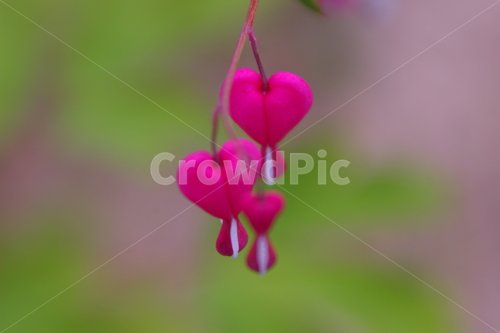 꽃,식물,plant,flower,blossom,클로즈업,봄꽃,식물,자연,plants,nature,꽃,flower