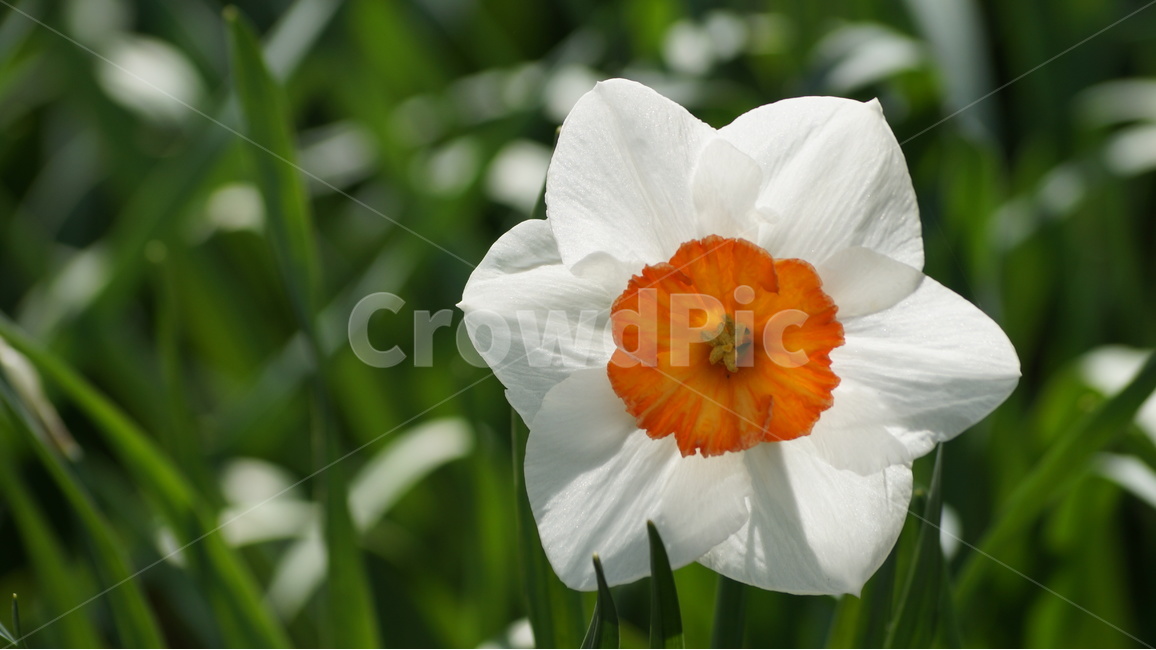 꽃,봄꽃,자연,풍경,수선화,봄,계절,spring,season,식물,자연,plants,nature,꽃,flower,plant