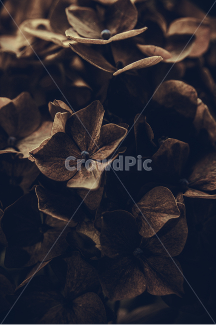 수국,꽃,자연,식물,여름,색감,식물,자연,plants,nature,꽃,flower,색깔,색상,색채,색감,color sense,color sensitivity,feeling of color