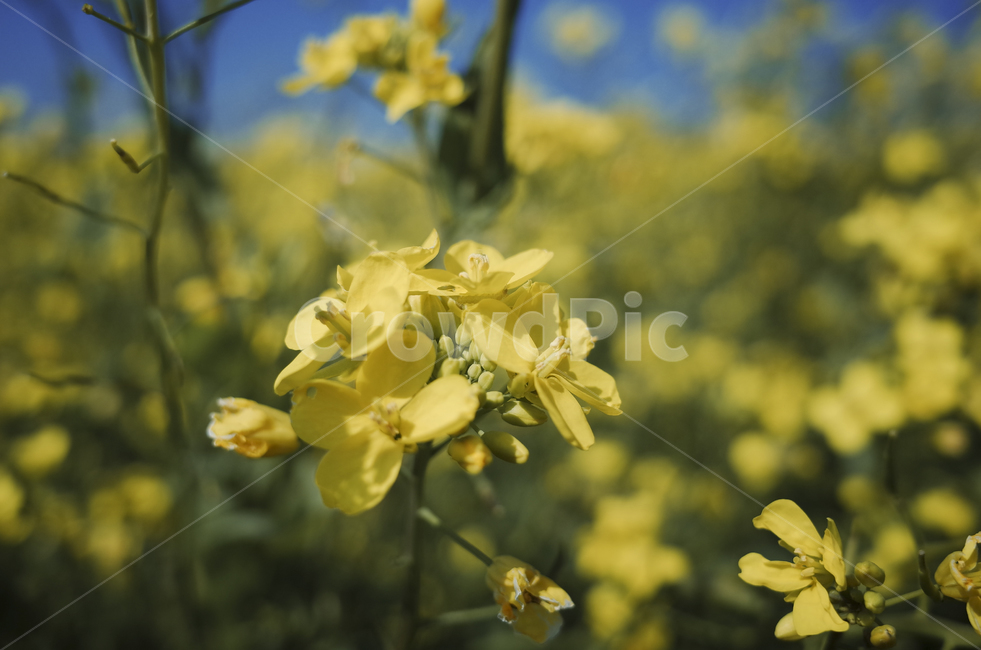 유채꽃,유채,yellow,plant,식물,flower,꽃,봄,봄꽃,노란꽃,green,노란,초록