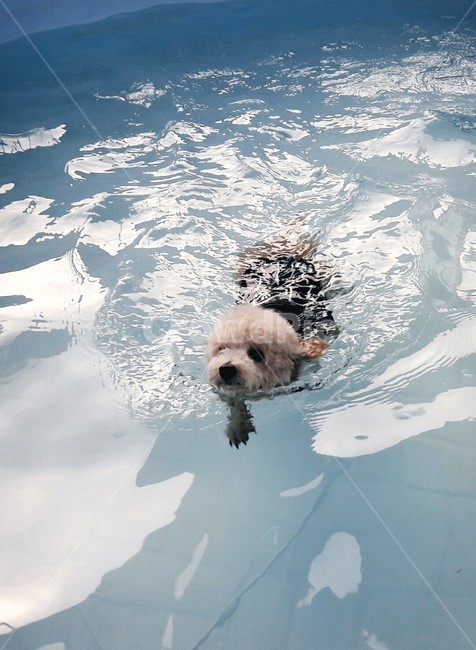 강이지,수영장,수영,개,토이푸들,반려견,swim,dog,puppy,pool,귀여움,헤엄,개헤엄,물,강아지수영장,동물,animal,포유류,mammal,개,강아지,dog,doggy