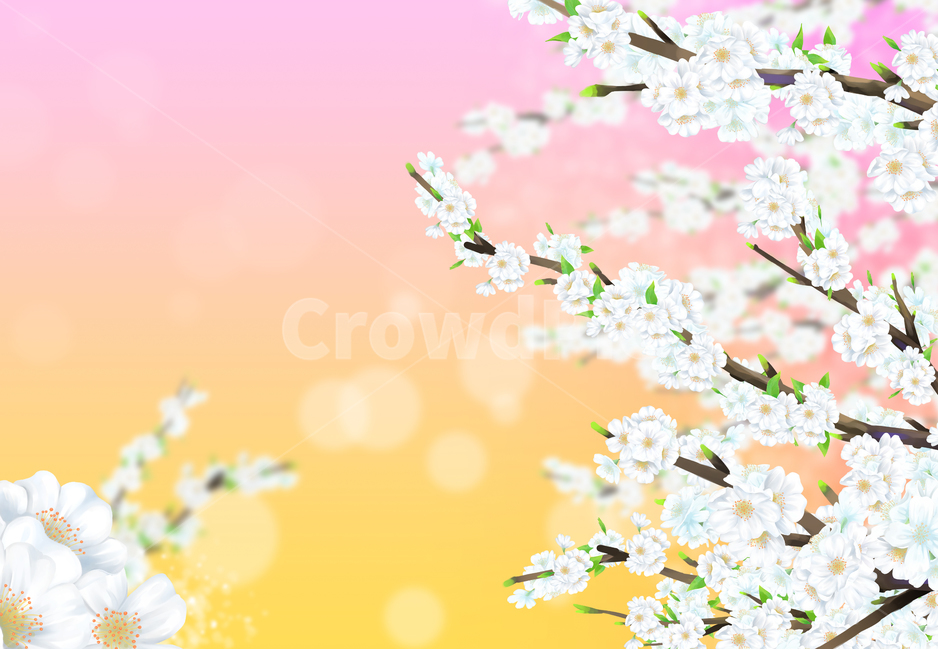 벚꽃,봄,나무,여름,하얀,꽃잎,잎,사쿠라,벚꽃일러스트,일러스트,꽃일러스트,체리,분기,시즌,4월,풍경,아름다운,아름다움,꽃이만발한,식물학,꽃봉오리,장식,디자인,꽃,신선한,정원,원예,일본,동양식물,낭만,환경,꽃정원,매크로,자연,식물,계절,꽃놀이,벚꽃구경,벚꽃축제,만발,만발한,흐드러진,컨셉,벚꽃세상,벚꽃놀이,꽃풍경,자연경치,설렘,예쁜,배경,따스한배경,화사한,cherryblossom,spring,cherry,blossom,nature,flower,tree,background,beautiful,white,season,bloom,plant,beauty,natural,petal,fresh,flora,botany,april,blossoming,springtime,flowers,landscape,cherryillustration,illustration,flowerillustration,gardening,orientalplants,romantic,plants,macro,seasons,cherryblossomviewing,cherryblossomworld,flowerscenery,naturalscenery,flutter,pretty,warmbackground,japaneseflower,노랑,파스텔,분홍색,핑크,햇살,하늘,따뜻한,노을,컬러,빛,화창한,일몰,햇빛,분홍,yellow,pastel,sunshine,sky,warm,glow,color,light,sunny,sunset,sunlight,pink