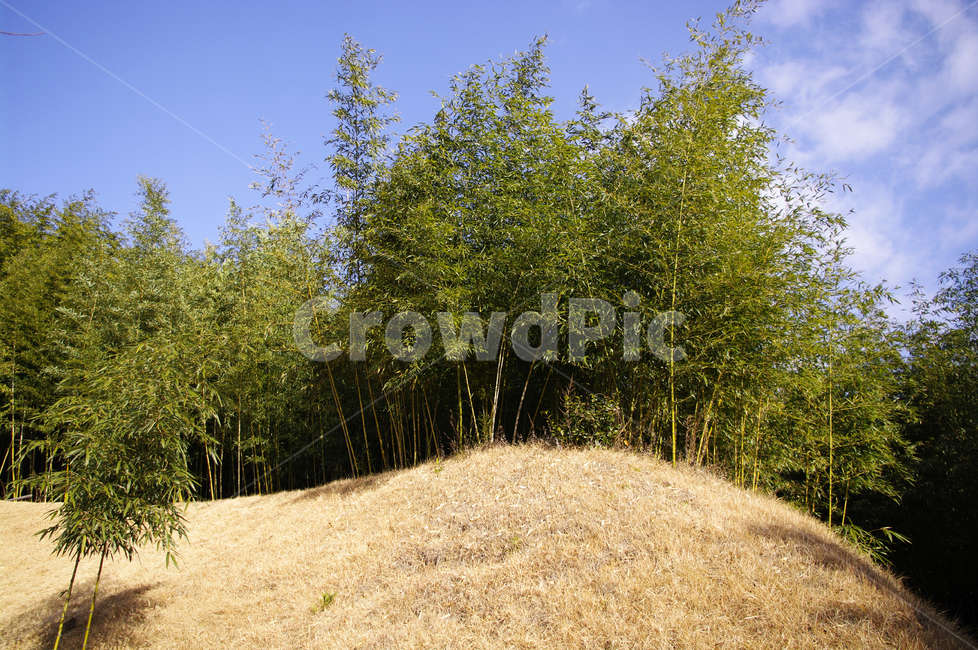 대나무,숲,하늘,댓잎,식물,나무,자연,풍경,nature,landscape,grassland,목초지,field,들,outdoors,옥외,plant,tree
