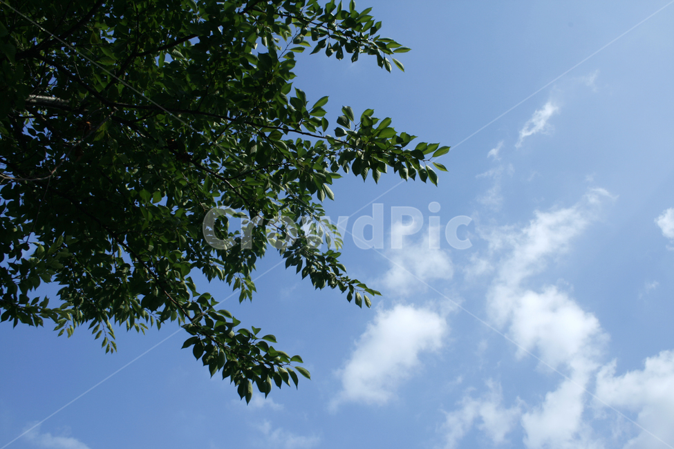 하늘,구름,나무,나뭇잎,바람,파란,컬러,sky,자연,풍경,nature,landscape,tree,plant,식물