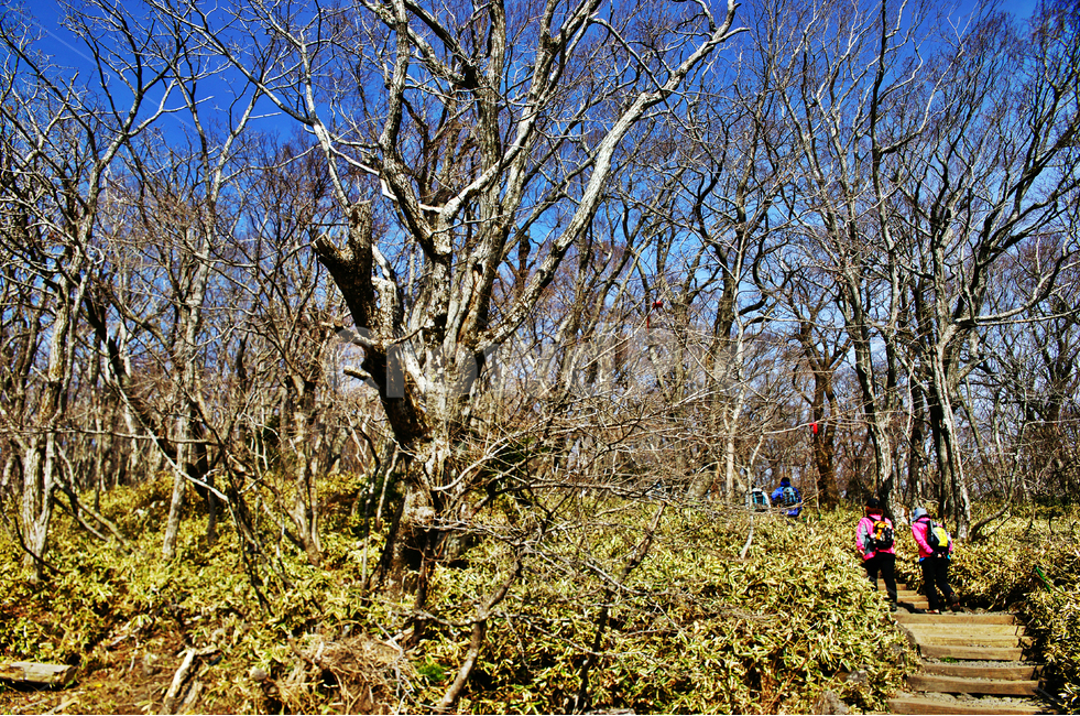 숲,나무,한라산,조릿대,한라산국립공원,제주도,자연,등산,등산객,성판악코스