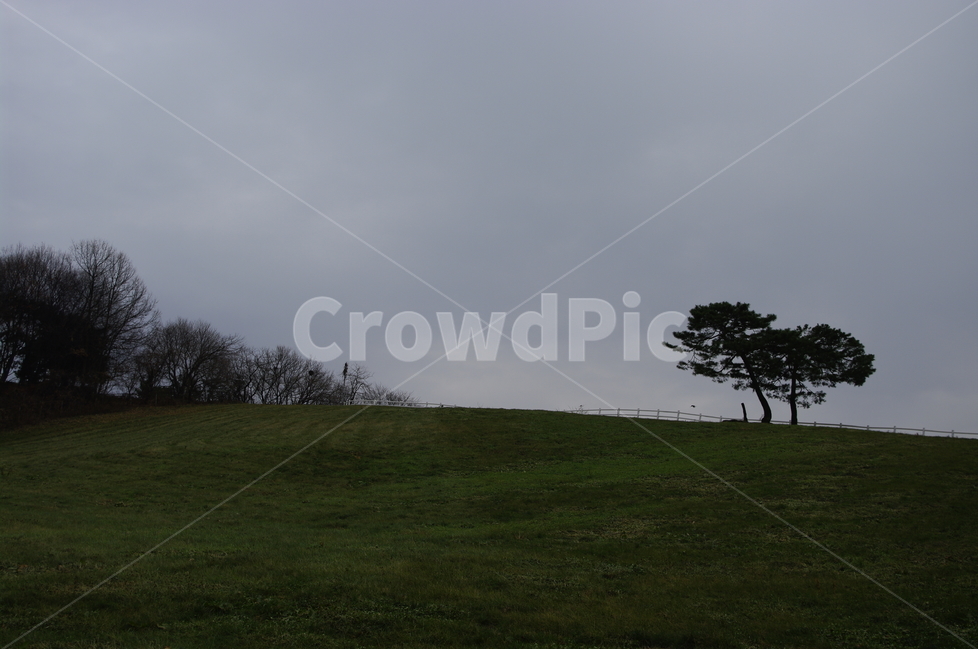 목장,나무,풍경,언덕,초원,자연,풍경,nature,landscape,식물,plants,나무,trees,wood,grass,잔디,plant,field,들,grassland,목초지,outdoors,옥외,tree
