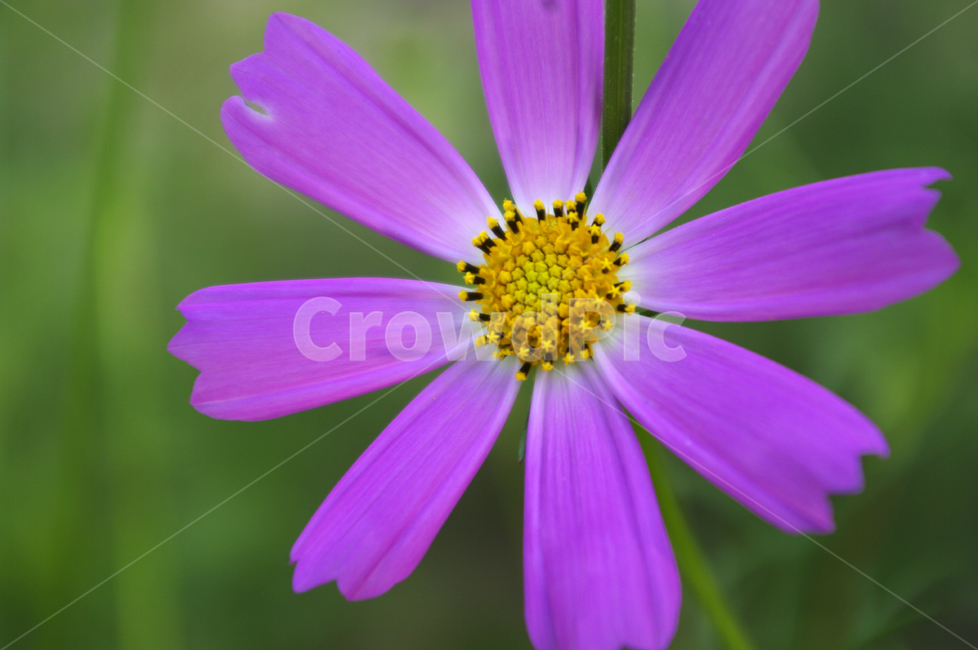 부처꽃,코스모스,꽃,식물,flower,plant,가을,계절,fall,autumn,season,식물,자연,plants,nature,꽃,flower,daisies,데이지,blossom,daisy