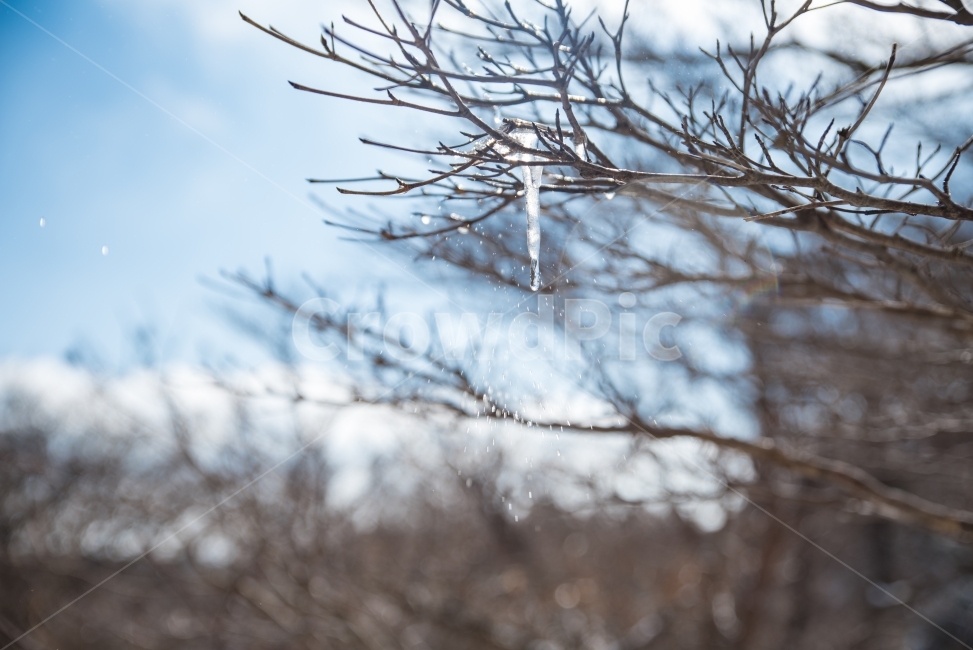 겨울사진,겨울,겨울풍경,고드름,자연,겨울,계절,winter,season
