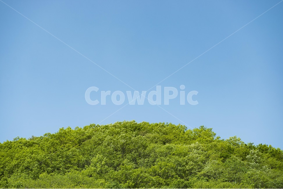 나무,동산,파란하늘,자연,경관,자연,풍경,nature,landscape,outdoors,옥외