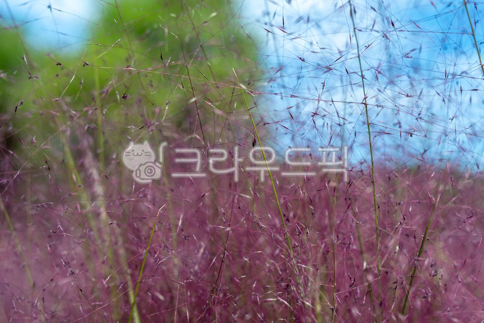 하늘공원,핑크뮬리,분홍,감성,꽃,분홍색