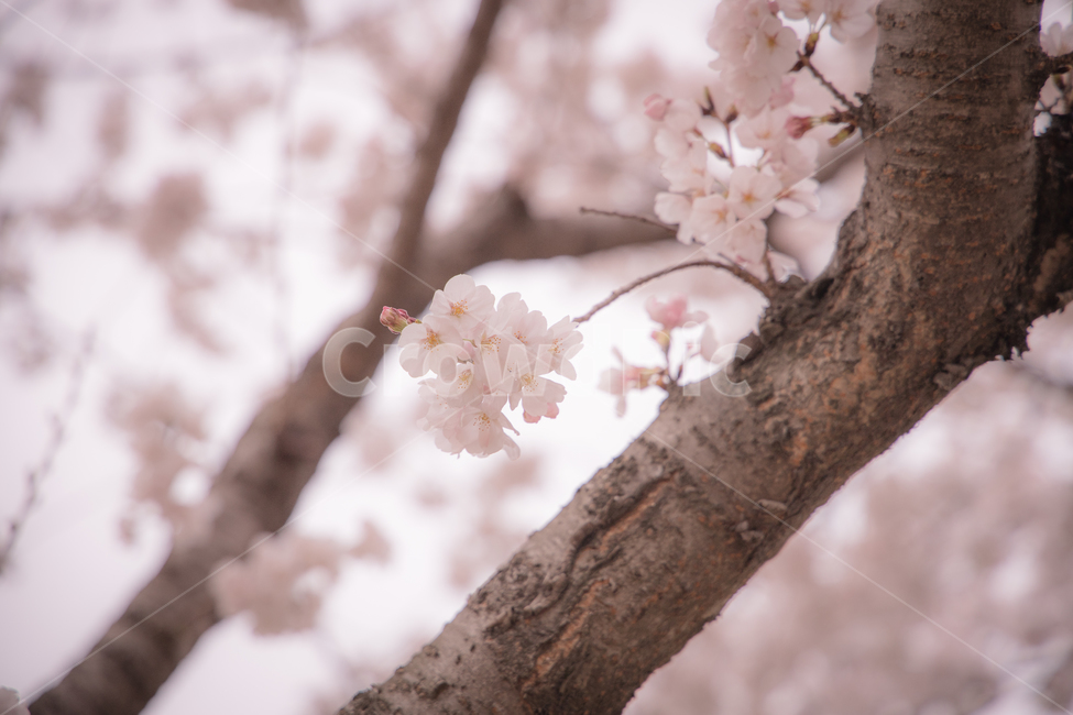 plant,blossom,식물,flower,꽃,벚꽃