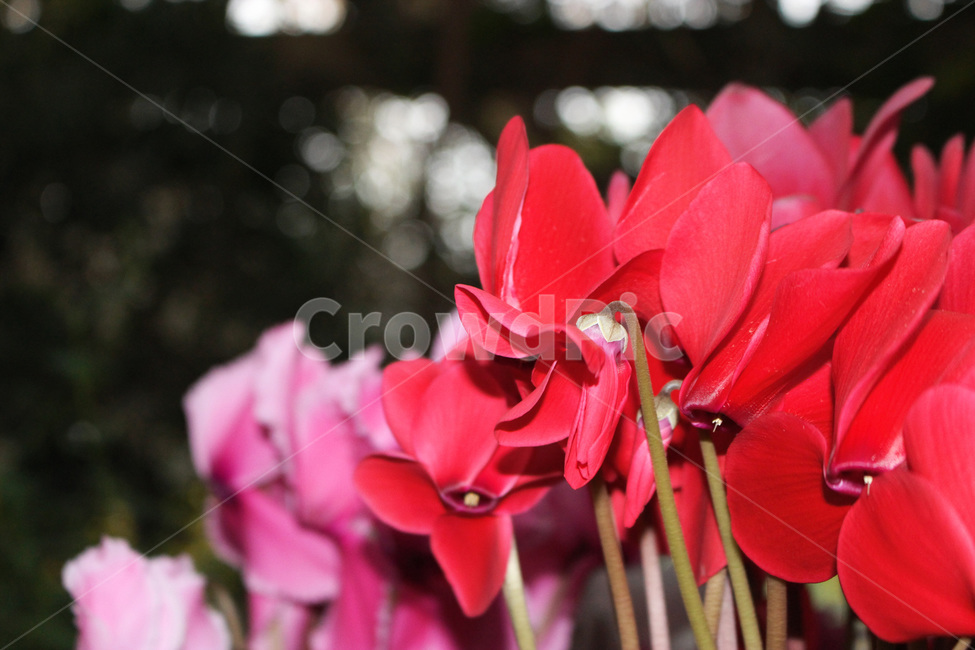 geranium,제라늄,flower,plant,식물,blossom,꽃,식물,자연,plants,nature