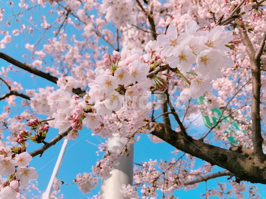 벚꽃,봄,연분홍,청량,나무
