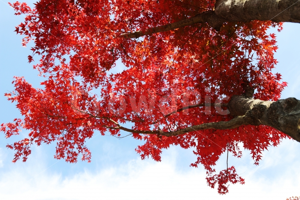 단풍,가을,가을단풍,풍경,가을풍경,가을배경,가을,계절,fall,autumn,season,식물,자연,plants,nature,나무,trees,wood,tree,plant,leaf,잎,maple