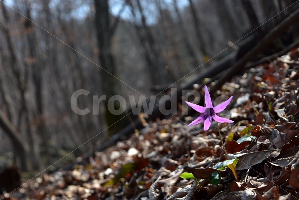 얼레지,봄,야생화,꽃,화야산,경기도,봄꽃,감성,햇살,그림자,Erythroniumjaponicum,가재무릇,백합과,얼레지속,바람난여인,질투,역광,식물,식생,자연,식물,자연,plants,nature,꽃,flower