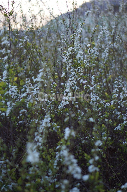 조팝나무,저녁때,흰색,나무,봄,싸리꽃,길가,봄,계절,spring,season,식물,자연,plants,nature,꽃,flower,plant