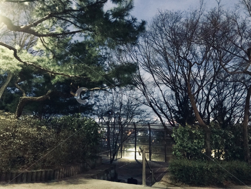 하늘,나무,저녁,밤,풍경,자연,구름,가로등,자연,풍경,nature,landscape,tree,plant,식물