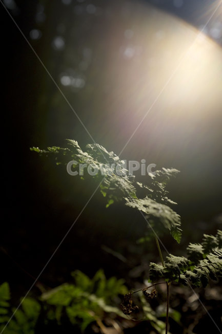 자연,잎,숲,빛,nature,leaf,light,forest,햇빛,숲속,플레어,sunlight,식물,plant,식물,자연,plants,nature,휴식,힐링,rest,relaxation,healing