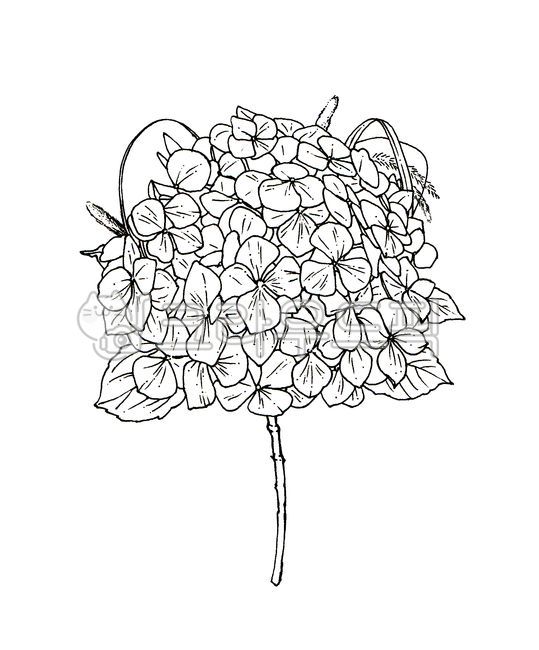 Hydrangea illustration,hydrangea flower,flower painting,Hydrangea Festival,hydrangea,flower,Hydrangea painting,flower illustration,Hydrangea sketch,plant,Hydrangea coloring