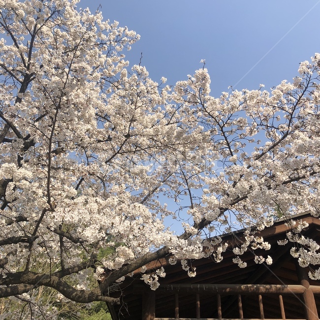 벚꽃,벚꽃나무,봄,자연,꽃,flower,nature,tree,spring