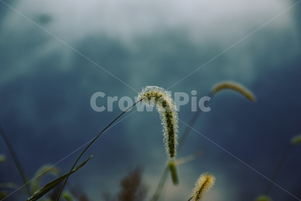 강아지풀,안개,이슬,아침,감성,식물,자연,plants,nature