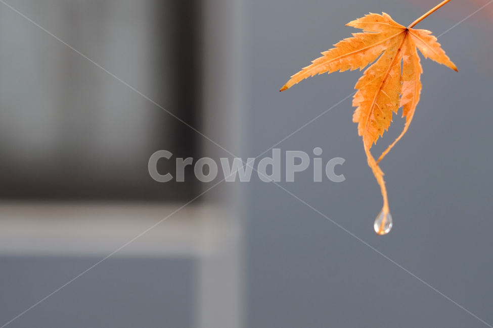 plant,식물,leaf,잎,tree,나무,단풍나무,빗방울