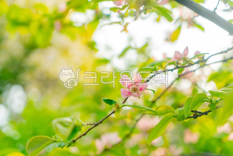 leaf of grass,Cherry Blossom,cheeryblossom,tree,spring flower,leaf,flower,springflower,plant