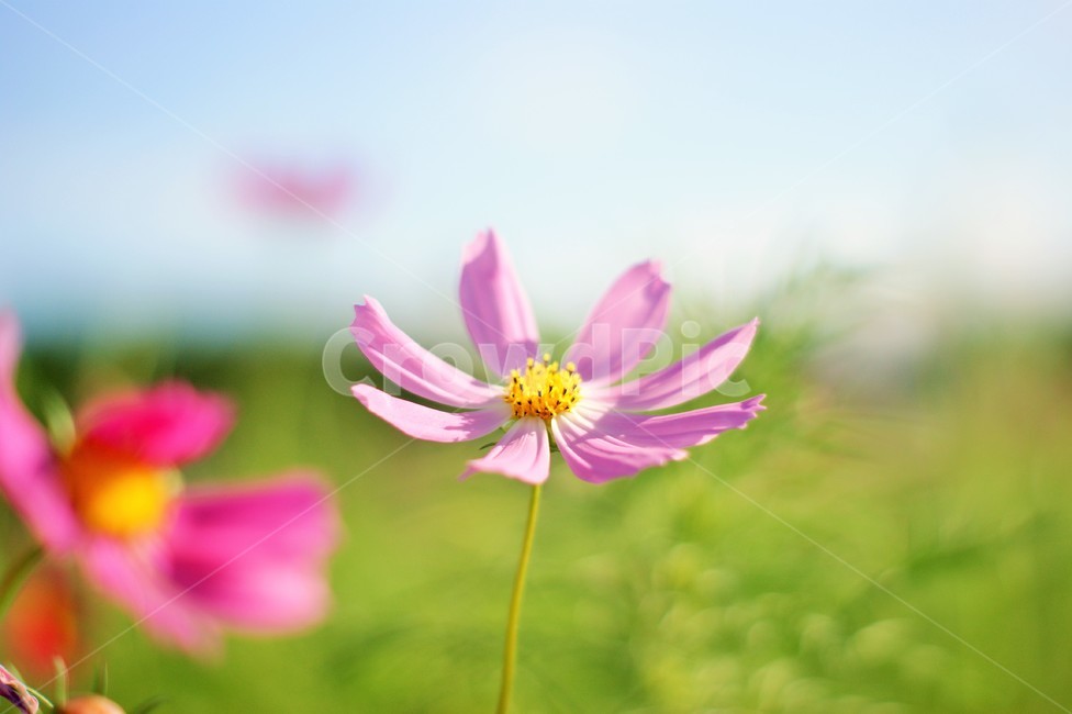 코스모스,꽃,가을,감성,살랑살랑,향기,가을,계절,fall,autumn,season,식물,자연,plants,nature,꽃,flower,plant,daisies,데이지,blossom,daisy,anther,꽃밥