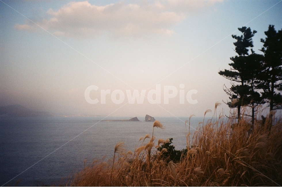 구름,형제섬,바다,나무,제주,필름사진,억새,자연,풍경,nature,landscape,grass,잔디,plant,식물,lawn,reed,갈대