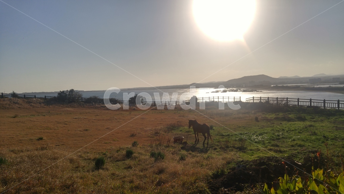 서귀포,서귀포바다,자연,들판,바다,풍경,제주도,제주도바다,구름,하늘,말,제주도말,한국자연풍경,nature,landscape,jeju,jejuisland,자연,풍경,nature,landscape,한국자연풍경,한국자연경관,korea nature landscape,제주도,jeju,jeju island