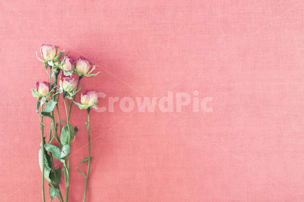 드라이플라워,말린꽃,꽃,식물,프레임,이벤트,건조,빈티지,꽃,flower